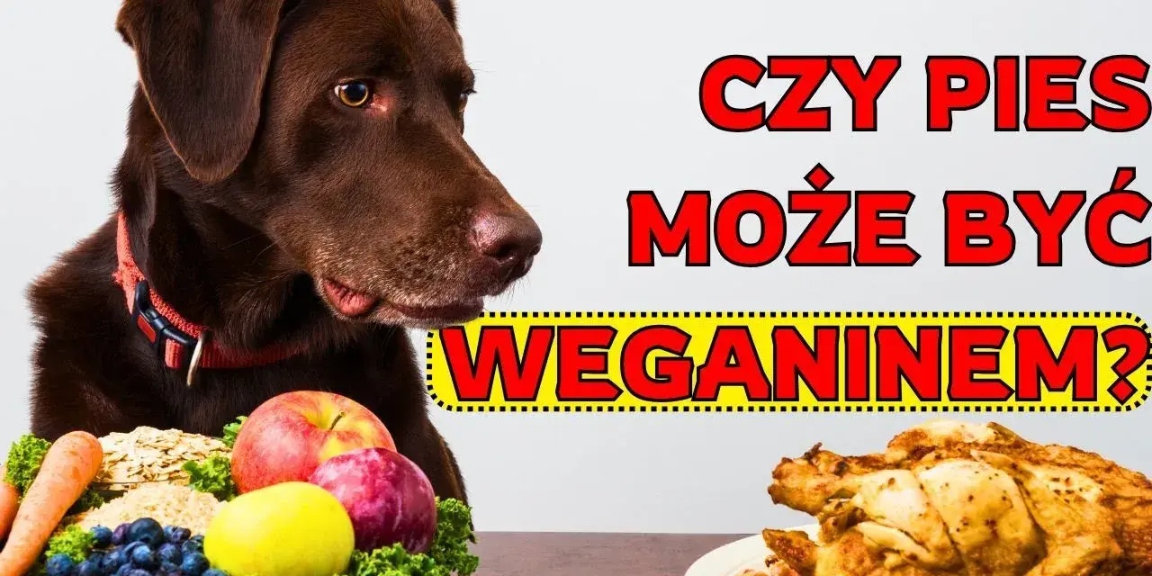 Czy pies może jeść wędzone mięso? Poznaj ukryte ryzyka zdrowotne