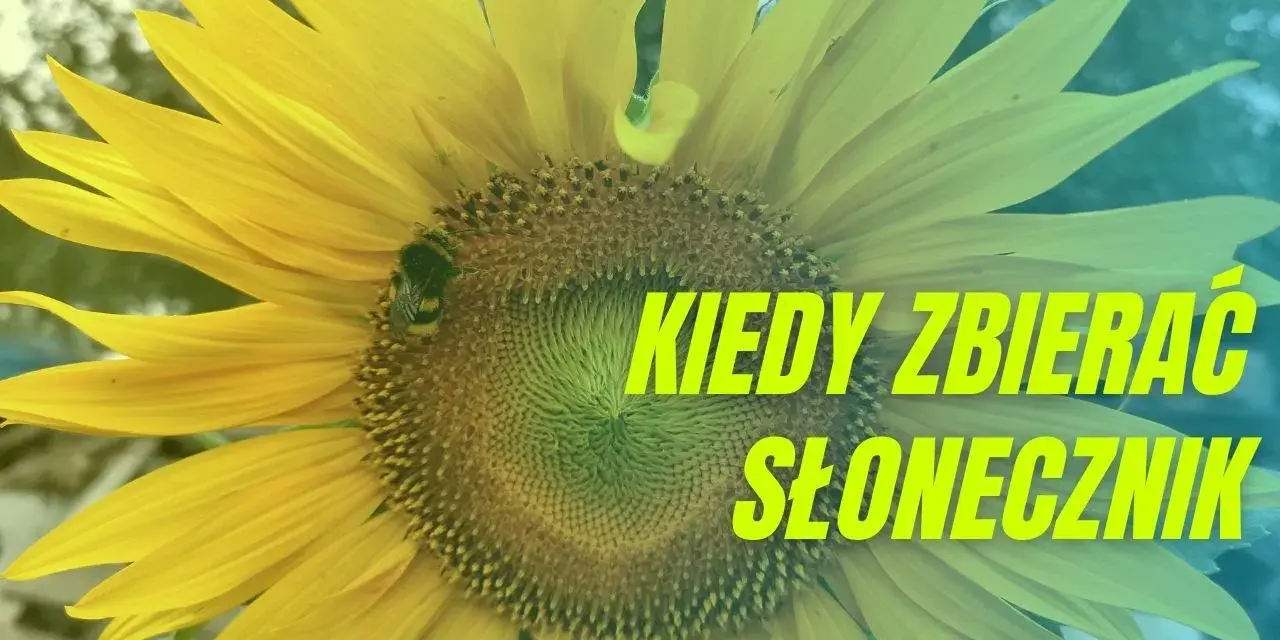 Kiedy jest sezon na słoneczniki? Poznaj najlepszy czas na zbiór
