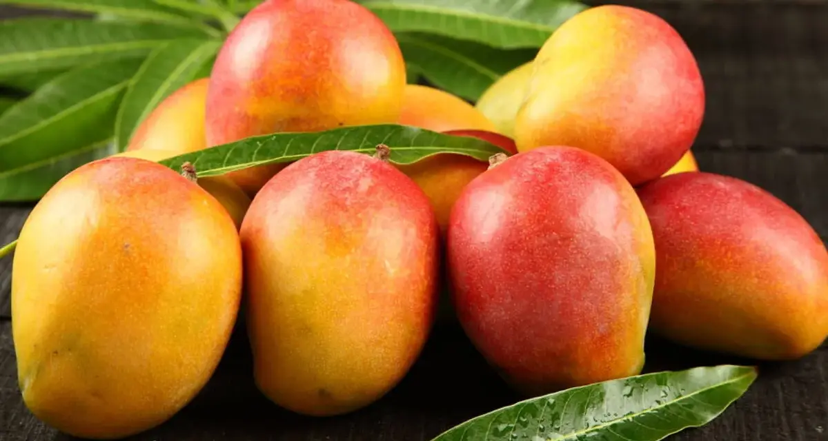 Kusza dojrzałych mango, gdzie rosną mango, na ciemnym drewnianym tle, otoczona zielonymi liśćmi.