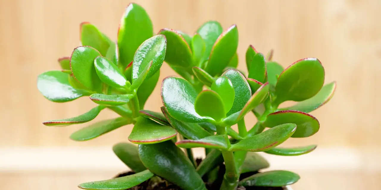 Planta de árbol de jade, conocida por su significado de buena suerte y prosperidad. Sus hojas verdes y carnosas, con bordes rojizos, brillan sobre un fondo de madera.