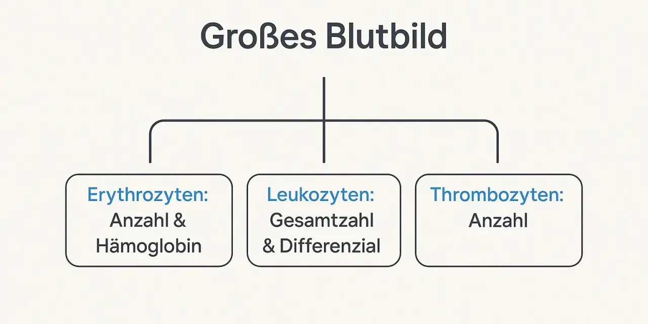 Schemat "Großes Blutbild" z podziałem na erytrocyty, leukocyty i trombocyty.