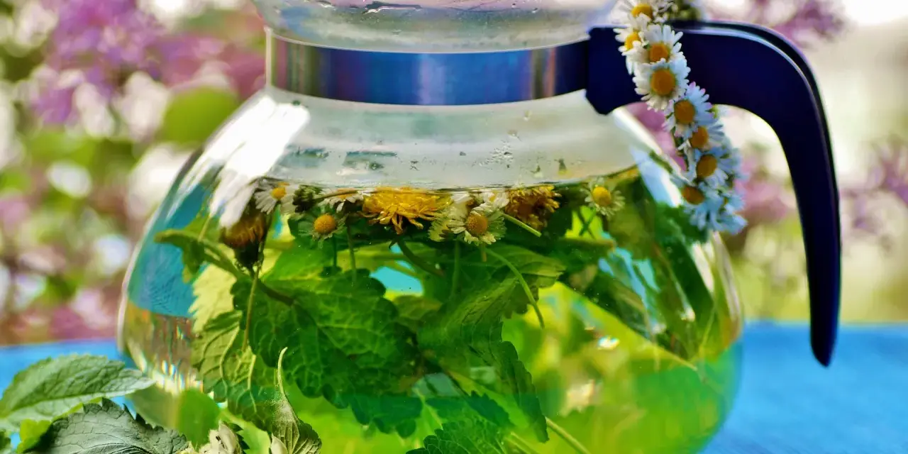 Thé vert infusé avec des fleurs de marguerite et de la menthe dans une théière en verre. Une guirlande de marguerites décore la anse. Une belle illustration de la différence entre décoction et infusion.