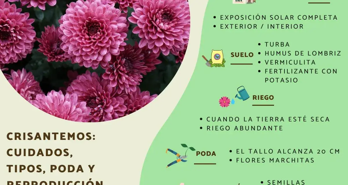 Crisantemos: cuidados, tipos, poda y reproducción. Guía visual con consejos para el cultivo de crisantemos, incluyendo ubicación, suelo, riego y poda.