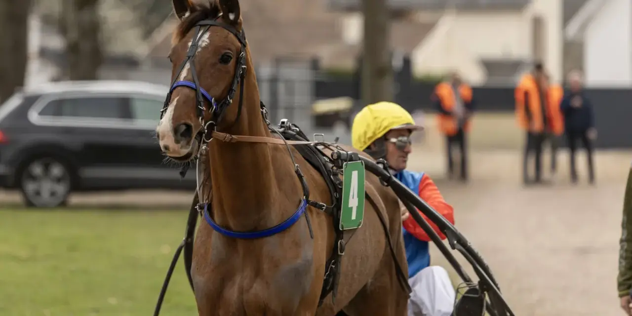 Un trotteur français, numéro 4, prêt pour la course, avec son driver en tenue de course jaune et bleue.