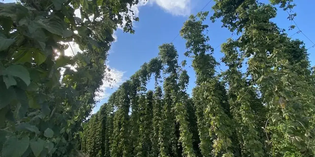 Filari di piante di luppolo in piena coltivazione, con le chiome verdi che si innalzano verso il cielo azzurro.