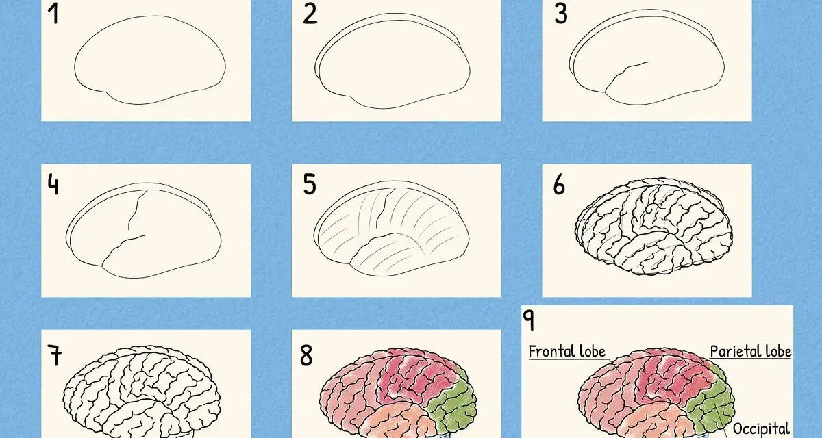 Instrukcja krok po kroku, jak narysować mózg. Pokazuje etapy rysowania od prostego kształtu do szczegółowego, kolorowego modelu z nazwami części.