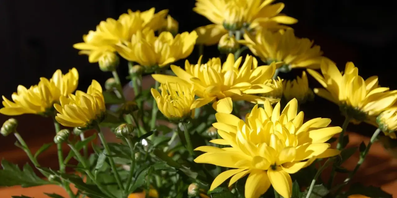 En bukett med solgula krysantemum ute, med mörk bakgrund. Blommorna lyser upp i solljuset.