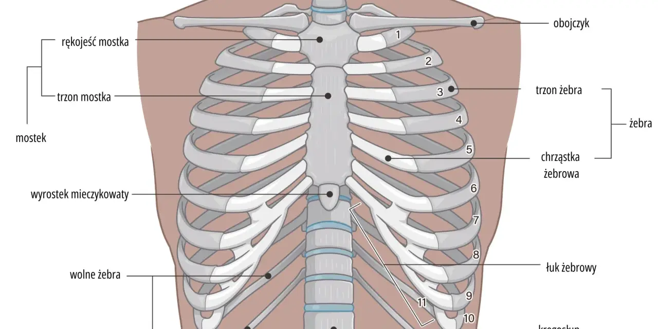 Anatomia klatki piersiowej: mostek, żebra (prawdziwe, fałszywe, wolne), chrząstki żebrowe, obojczyk i kręgosłup.
