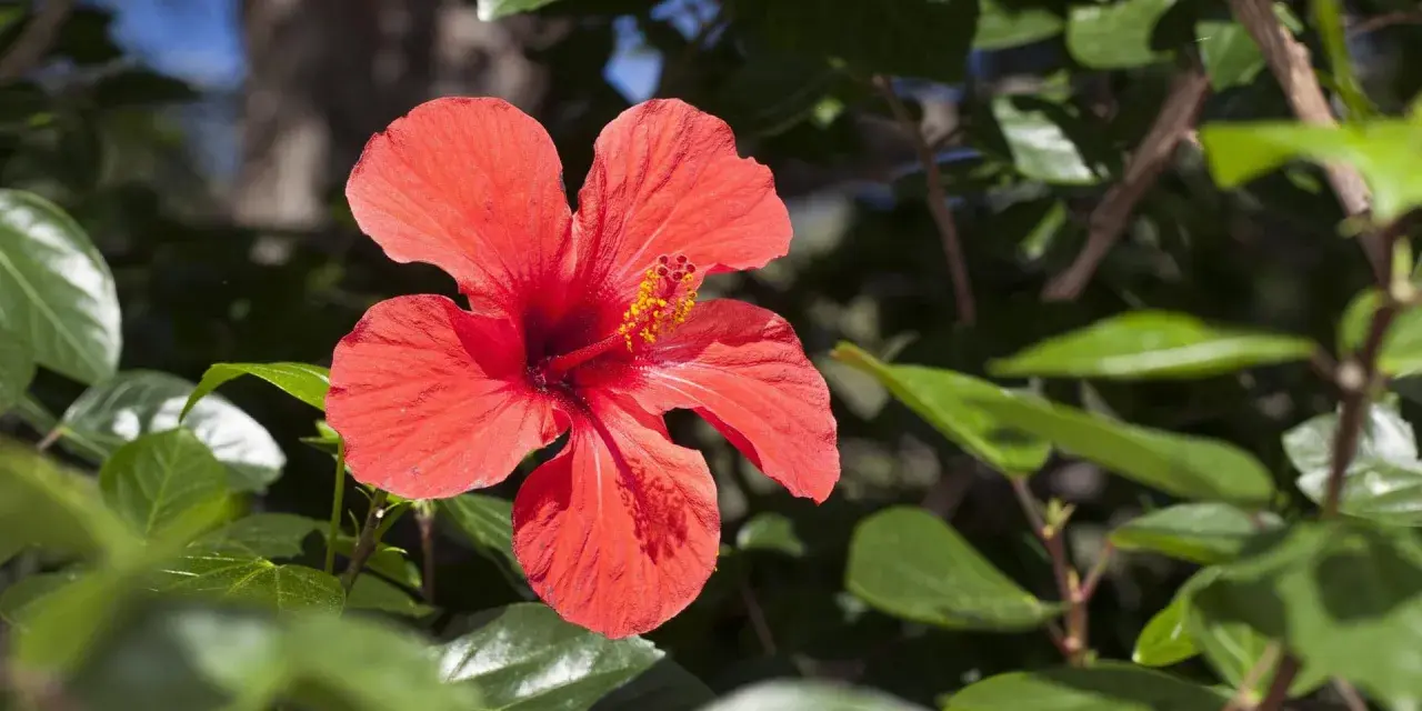 Leuchtend roter Hibiskus im Grünen. Perfekt, um den Hibiskus zu vermehren und mehr dieser Blüten zu genießen.