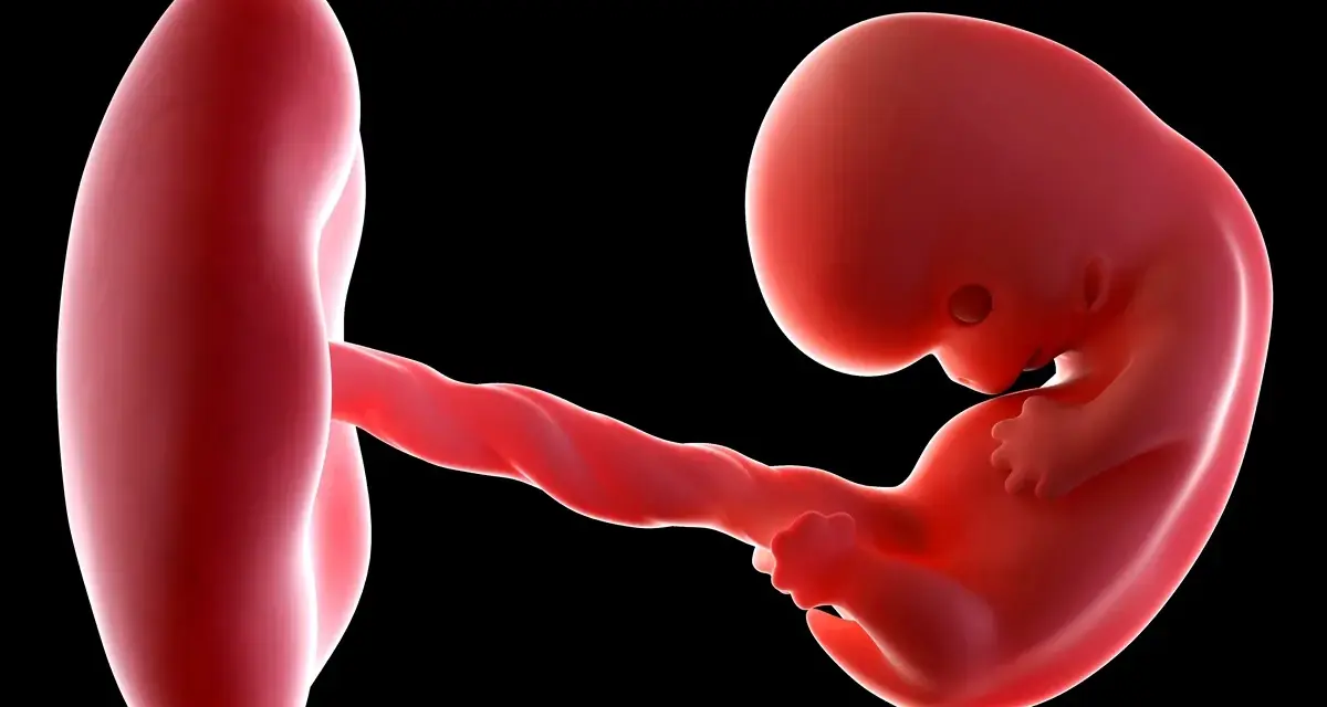 Trójwymiarowe USG w 8 tygodniu ciąży ukazuje zarodek z widocznym pępowiną i pęcherzykiem żółtkowym.