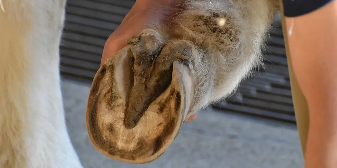 Main d'un humain tenant le sabot d'un cheval pour son entretien.