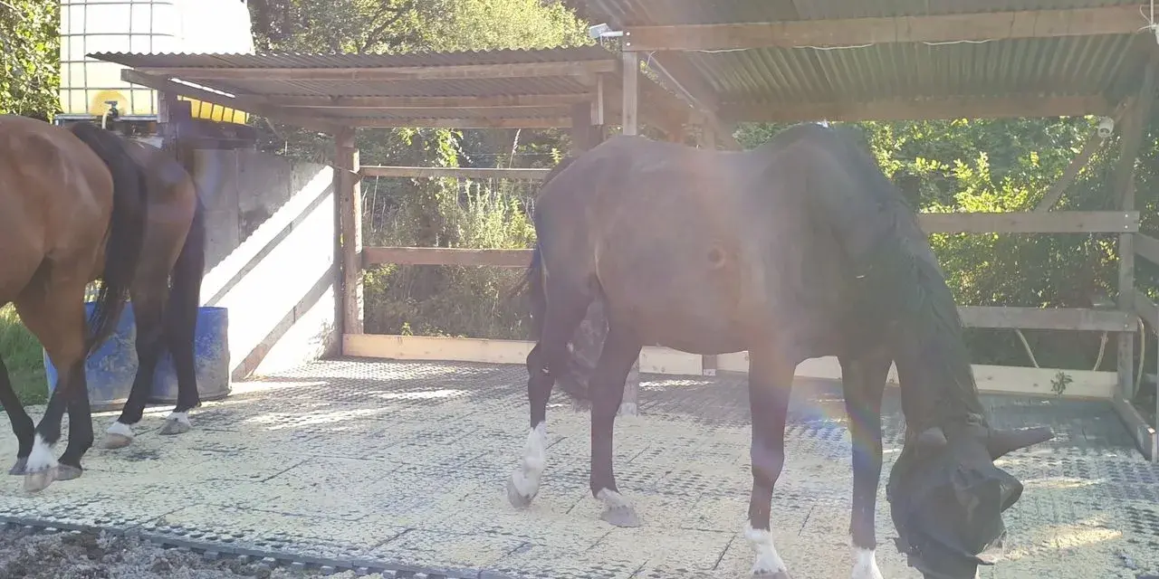 Cheval noir avec masque anti-mouches dans un paddock, un autre cheval brun à gauche.