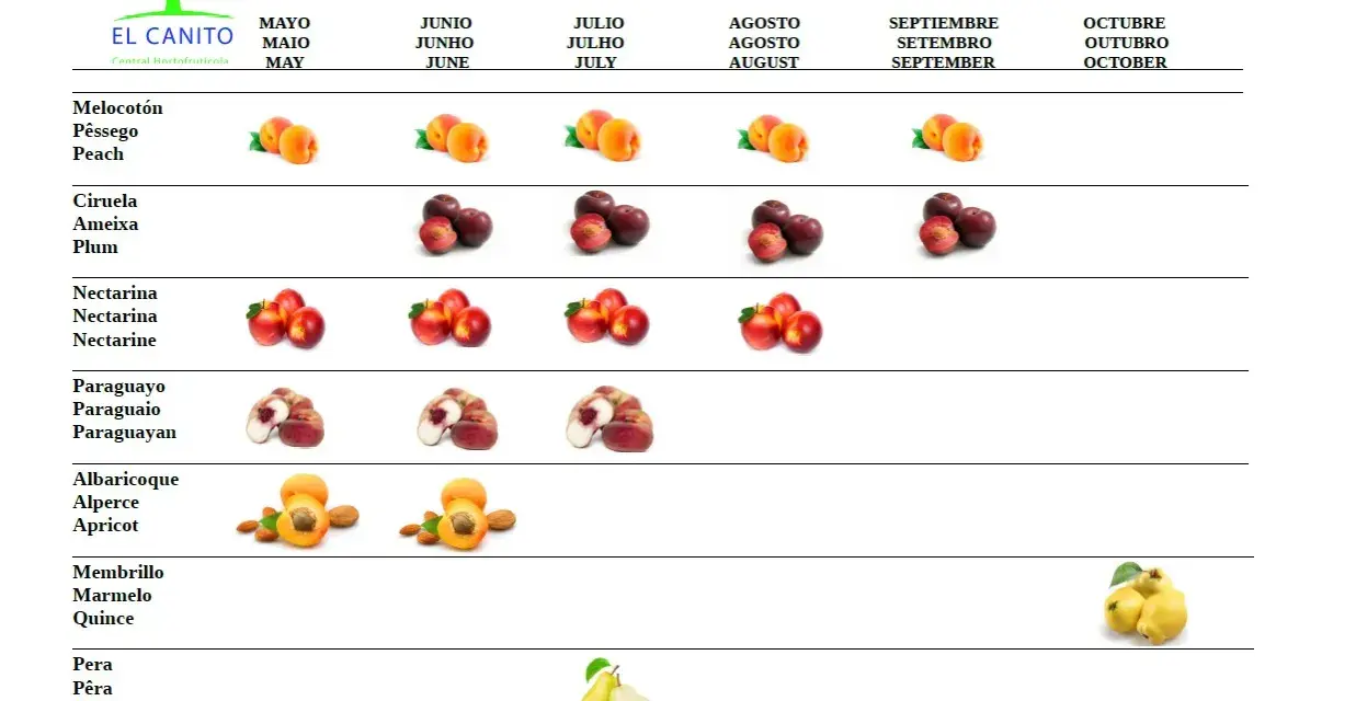 Calendario de temporada de frutas. El melocotón se muestra en mayo, junio, julio y agosto.