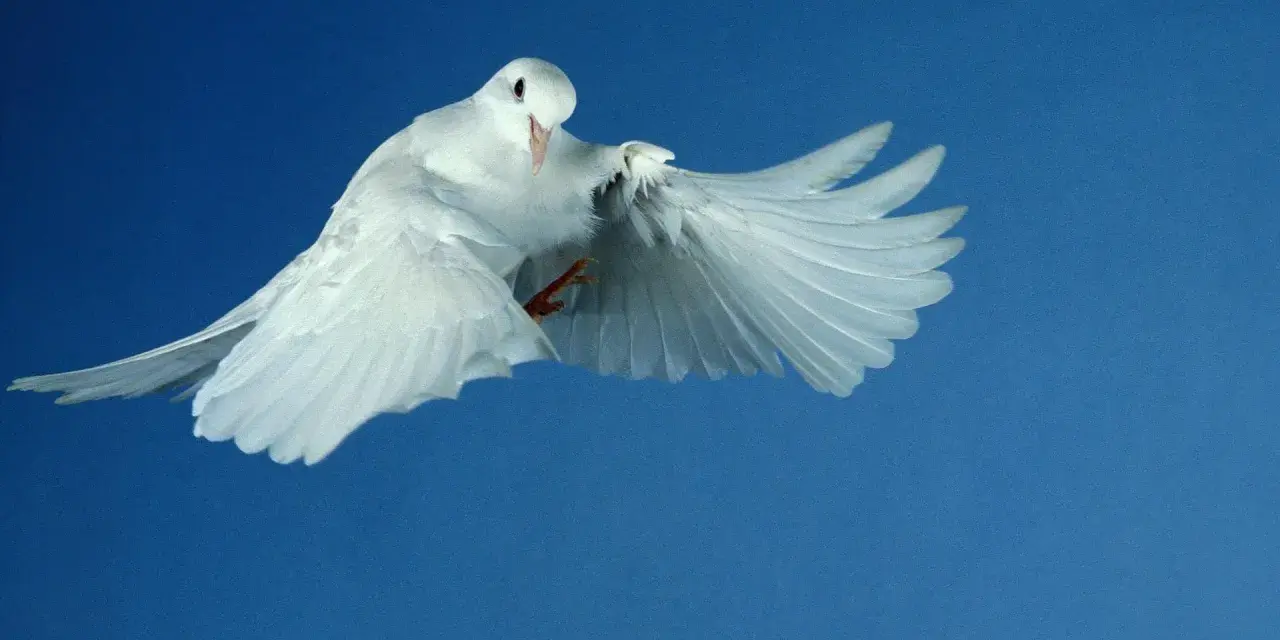 Weiße Taube fliegt vor blauem Himmel. Sie symbolisiert den Heiligen Geist und erinnert an die Bedeutung von Pfingsten.
