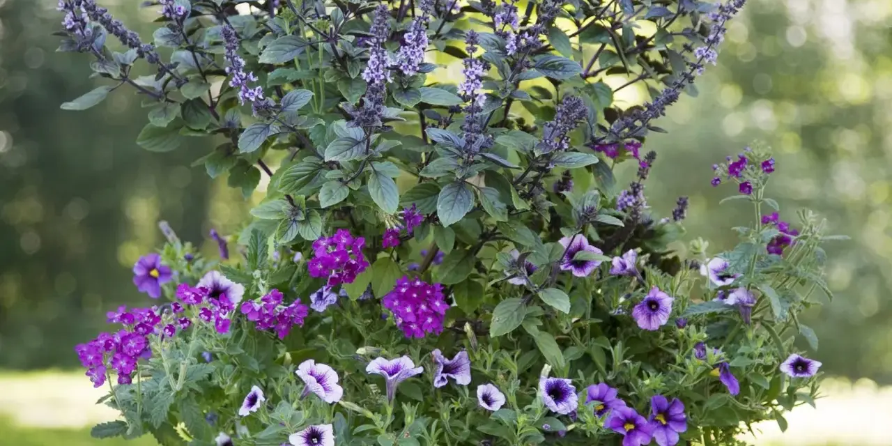 En blomsterkruka fylld med lila blommor och en basilika blomma med lila blomställningar.