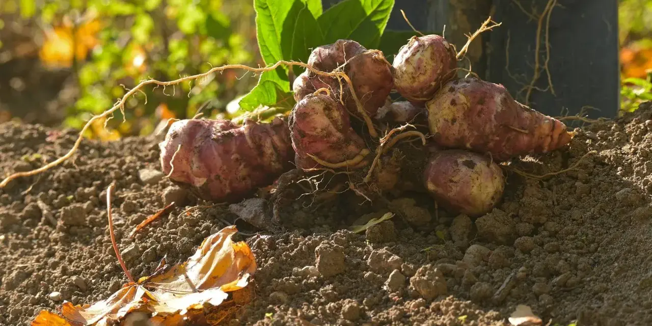 Topinambur appena raccolti, con le loro radici ancora attaccate, pronti per essere cucinati. Il momento ideale per la raccolta del topinambur è l'autunno.