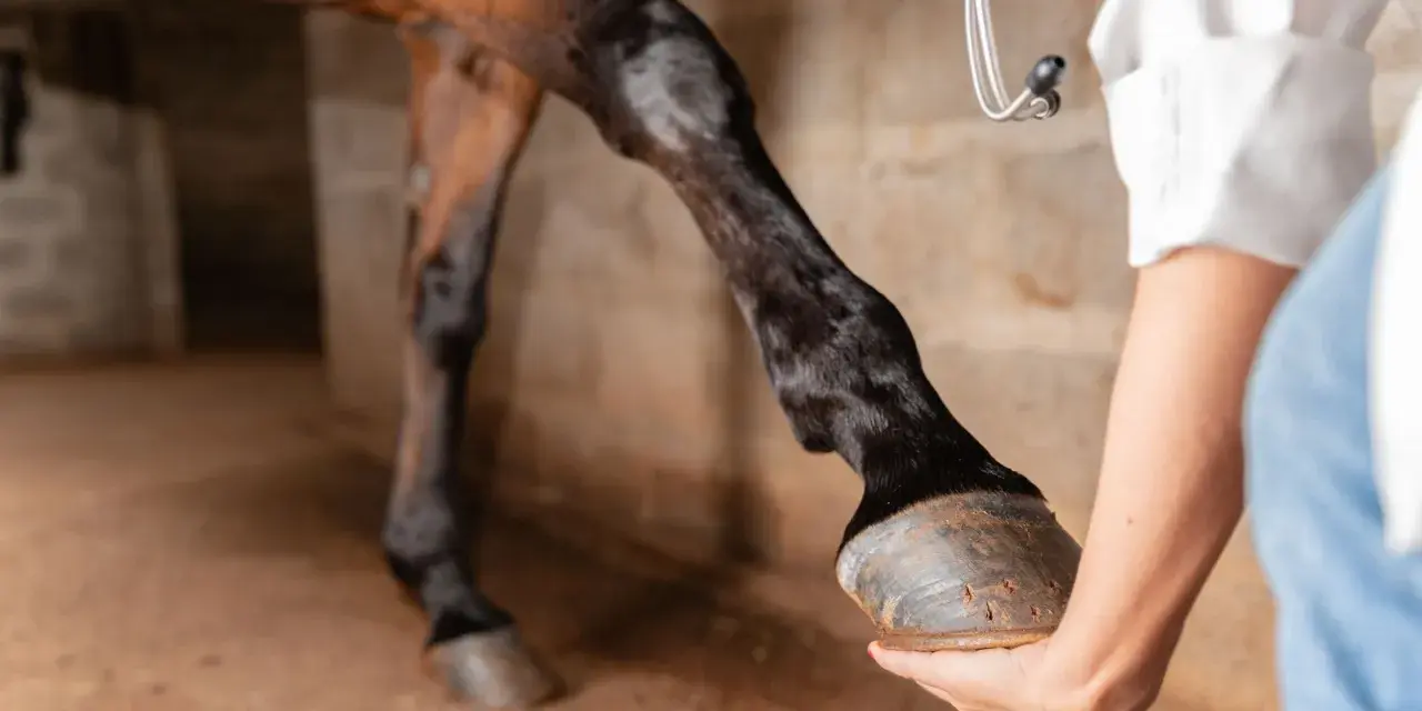 Un vétérinaire examine les tendons d'un cheval dans une écurie.