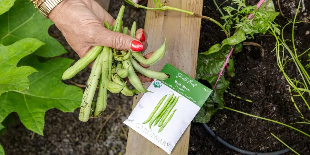 A hand holds fresh bush beans next to a seed packet. This harvest suggests bush beans do not need a trellis, unlike pole beans.