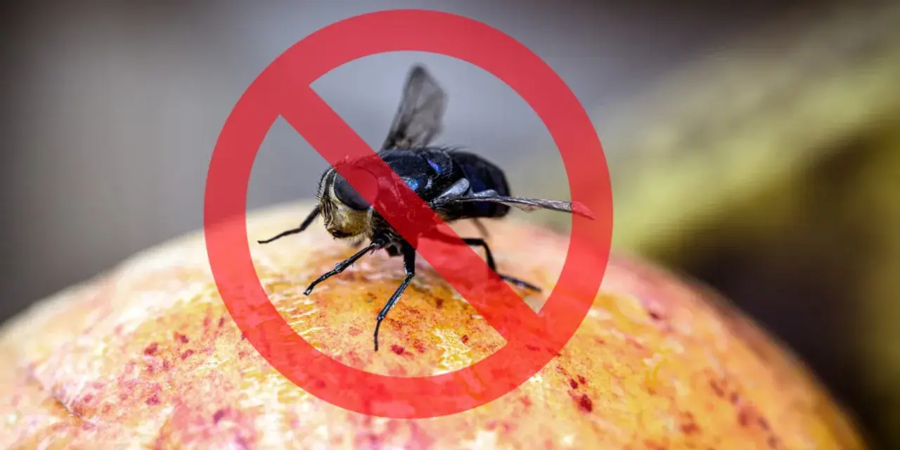 Mosca de la fruta prohibida sobre una fruta.