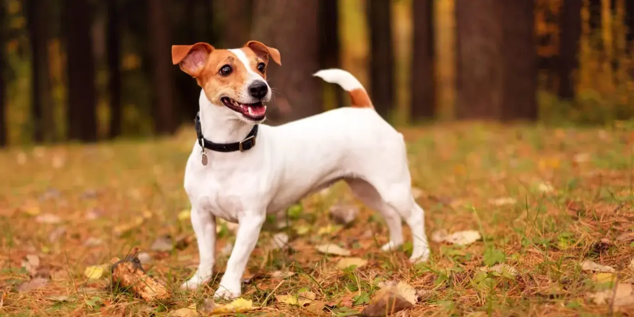 Jak wytresować jack russell terrier, aby uniknąć problemów behawioralnych