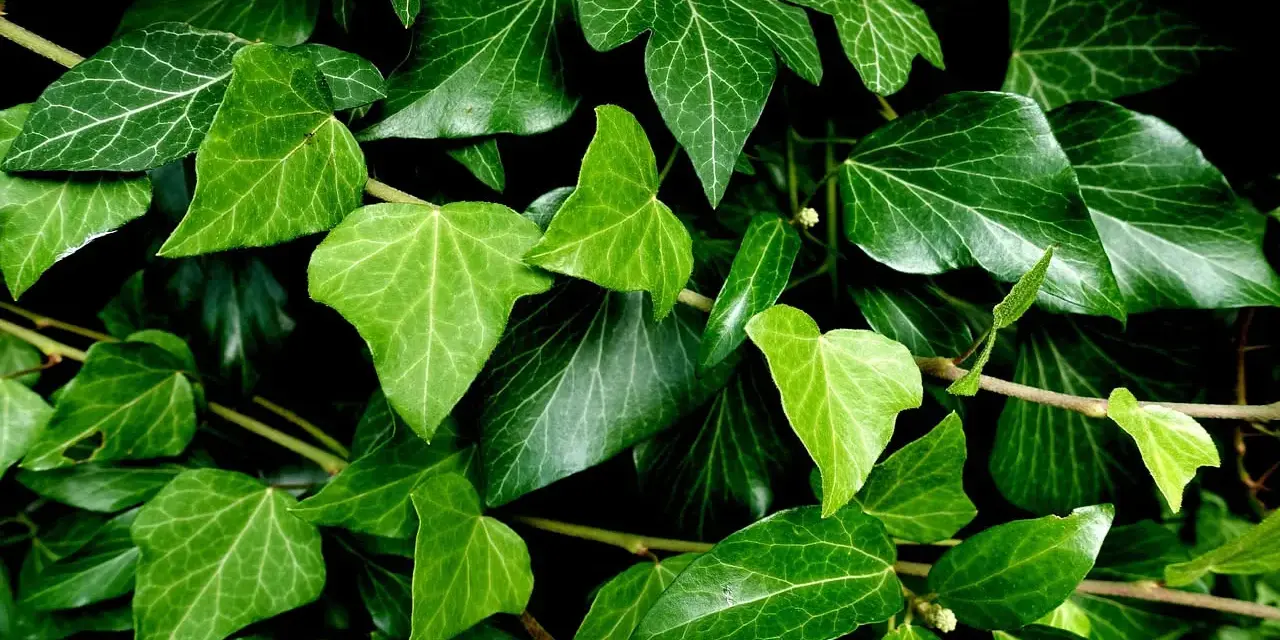 Un groviglio di foglie di edera in casa, con sfumature di verde intenso e venature evidenti.