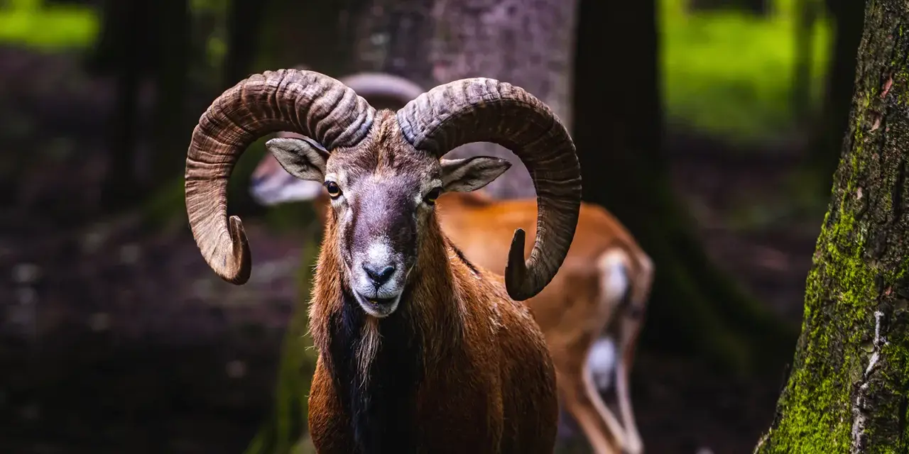 Un majestueux mouflon pyrénéen, avec ses cornes impressionnantes, se tient fièrement dans une forêt sombre.