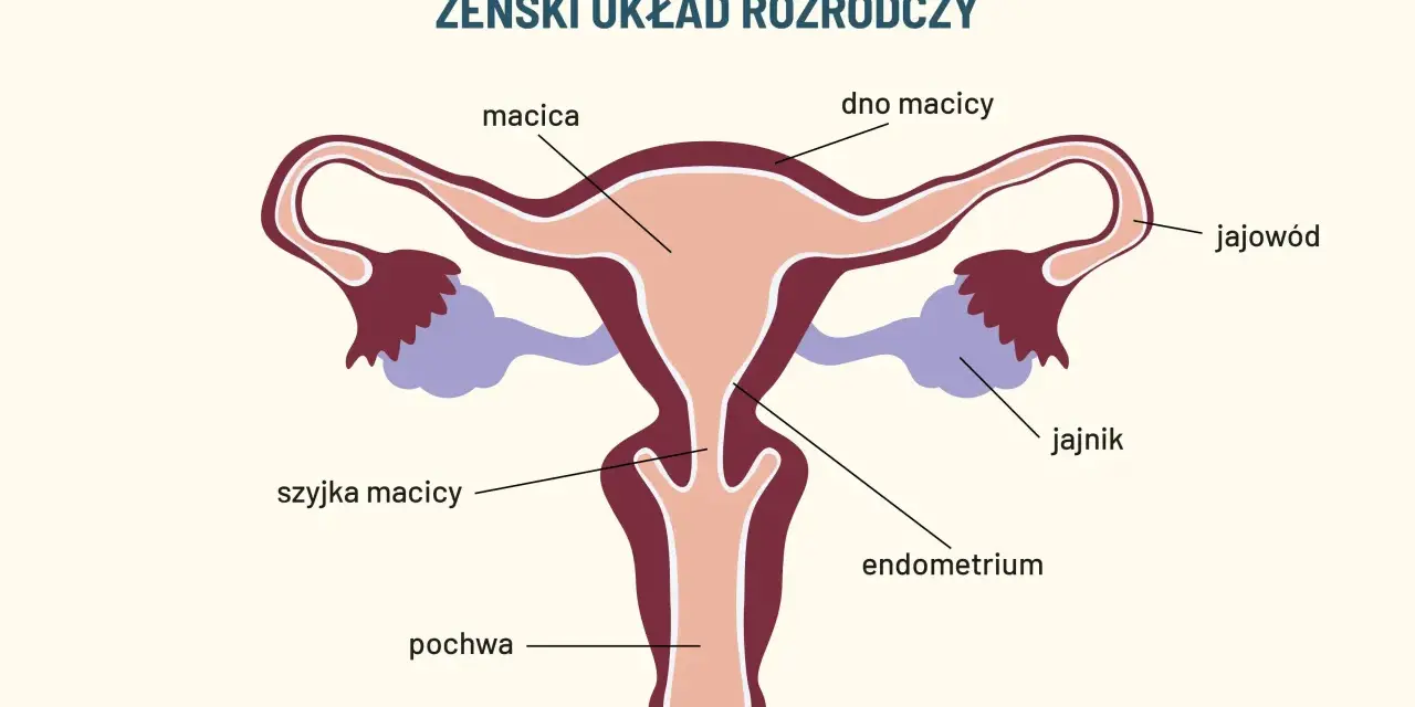 Schemat żeńskiego układu rozrodczego. Widoczna macica, jajowody, jajniki, szyjka macicy, endometrium i pochwa, która pełni kluczową funkcję w rozrodczości.