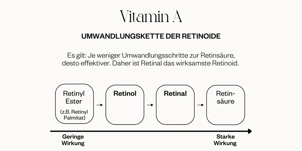 Umwandlungskette von Vitamin A: Retinyl Palmitat (geringe Wirkung) wandelt sich in Retinol, dann Retinal und schließlich Retinsäure (starke Wirkung) um.