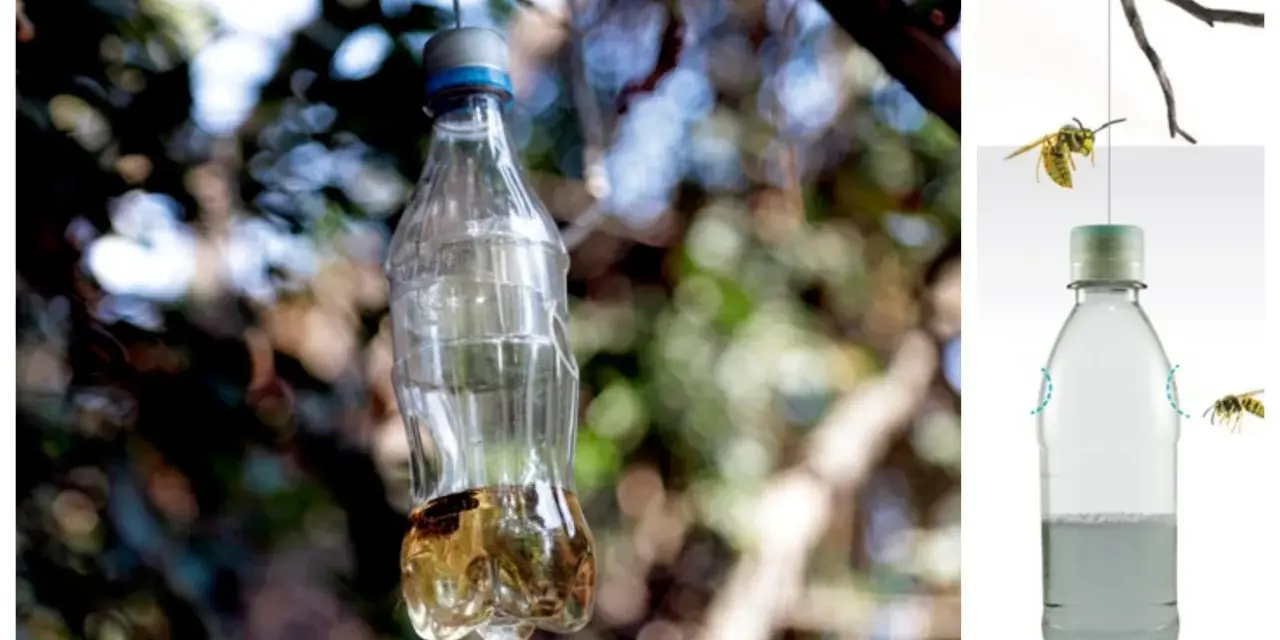 Trampas caseras para avispas con vinagre, hechas con botellas de plástico, cuelgan de ramas.