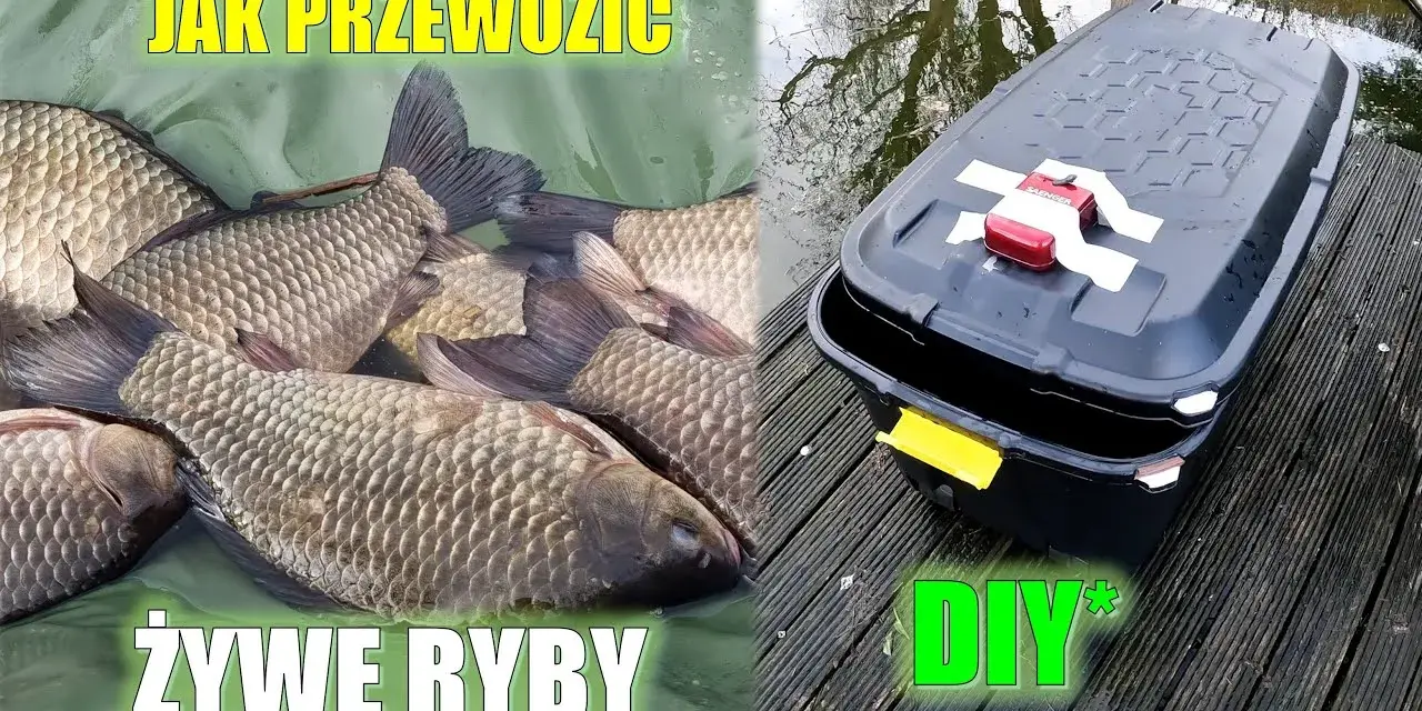 Jak przewieźć ryby samochodem bez stresu i w bezpieczny sposób