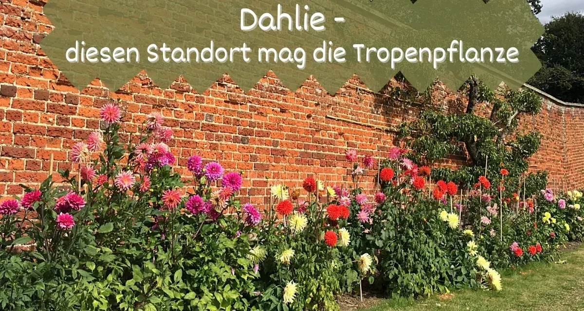 Bunte Dahlien blühen vor einer Ziegelmauer. Dieser Standort mag die Tropenpflanze, die sich hier prächtig entwickelt.