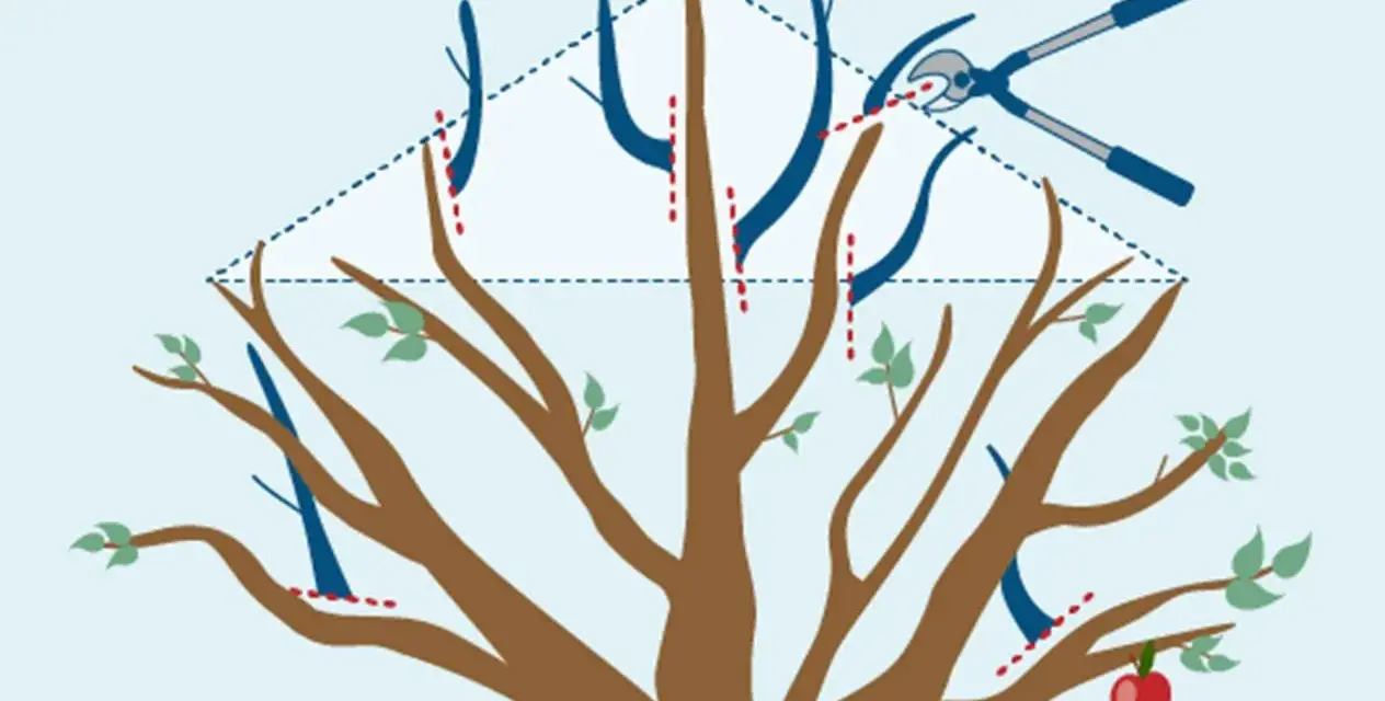 Illustration visar hur man kan klippa äppelträd nu. Beskärning av grenar med sekatör för att forma trädet.