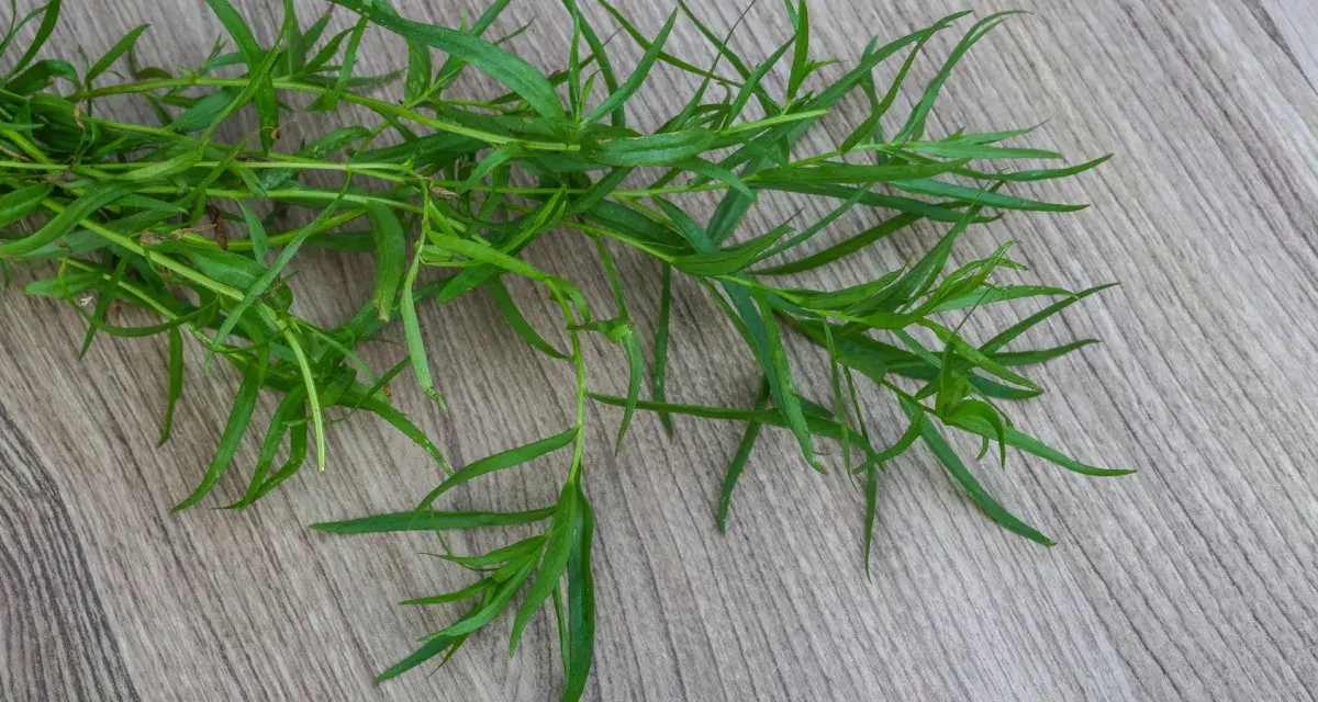 Gałązka świeżego estragonu, idealna do uprawy w ogrodzie. Jego liście dodadzą aromatu potrawom.