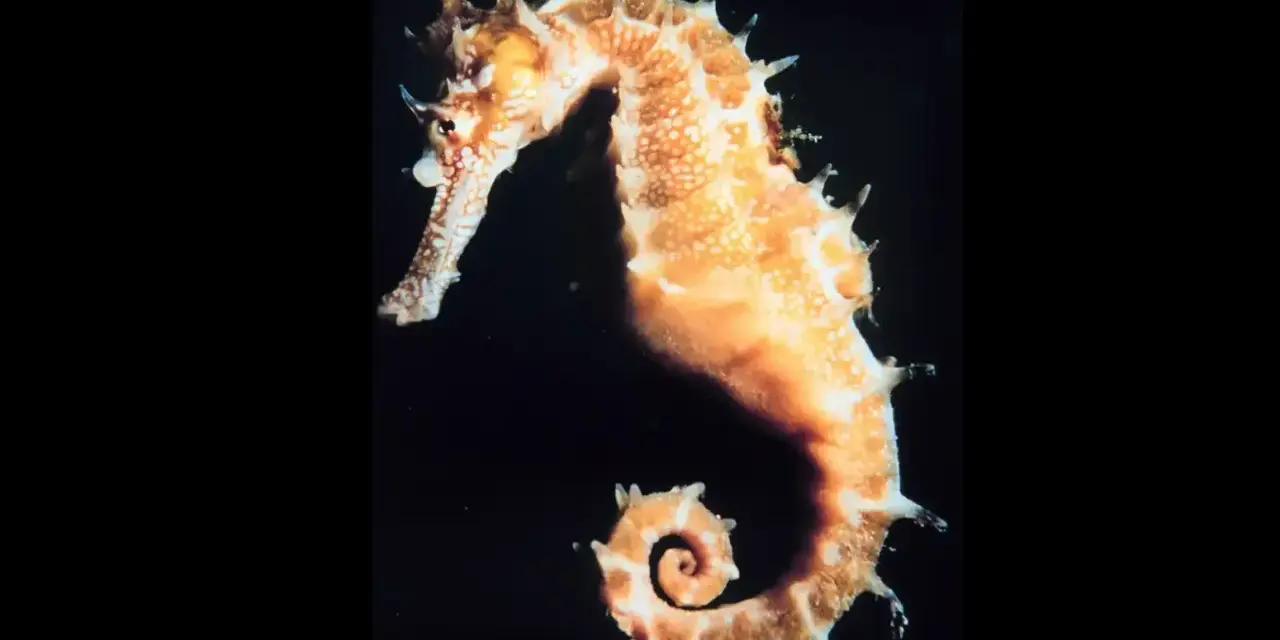 Un elegante caballito de mar, con su cola en espiral, nada en la oscuridad.