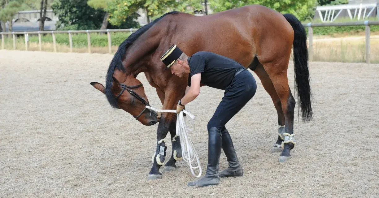 Un homme en tenue d'équitation ajuste les rênes d'un cheval bai, préparant son entraînement de chevaux de course.