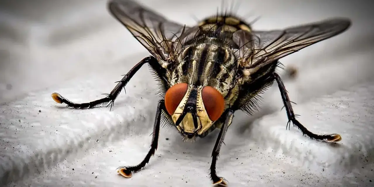 Mosca de cerca, con sus grandes ojos rojos y patas peludas. Una imagen que inspira a pensar en como matar moscas.