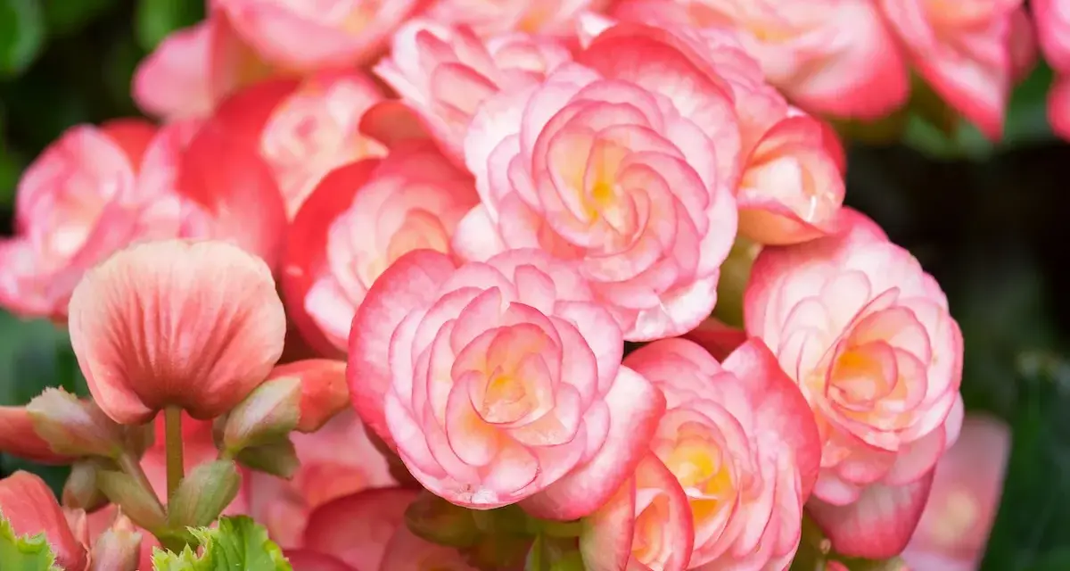 Kaskada różowych i łososiowych kwiatów begonia bulwiasta, z delikatnymi płatkami ułożonymi w spiralne wzory.