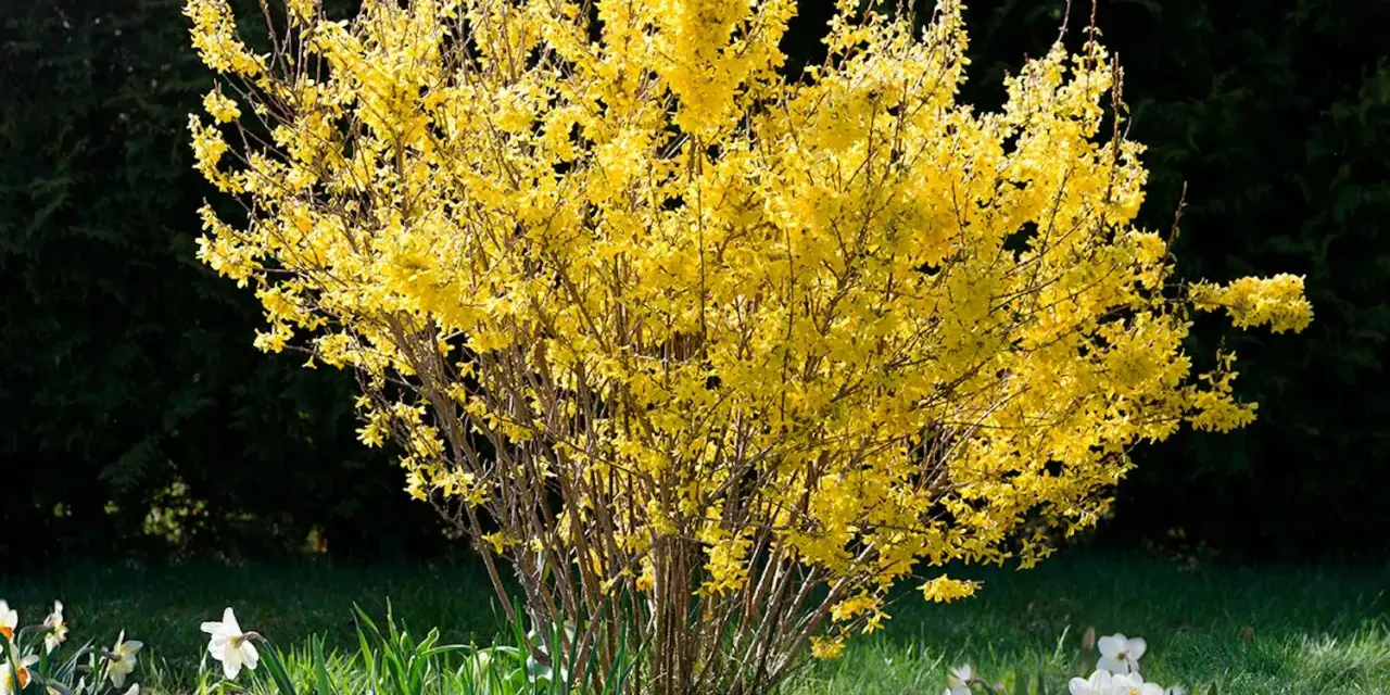 En frodig buske med lysande gula blommor, en tidig vårhälsning i trädgården.