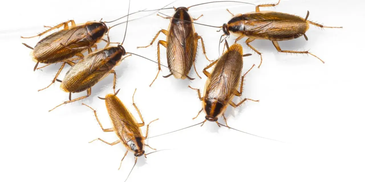 Grupo de cucaracha alemana cría, con sus antenas largas y cuerpos marrones, sobre fondo blanco.