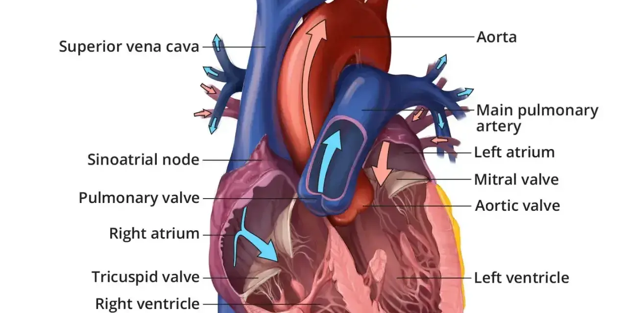 Anatomia ludzkich serc z zaznaczonymi komorami, przedsionkami i zastawkami. Strzałki pokazują przepływ krwi.
