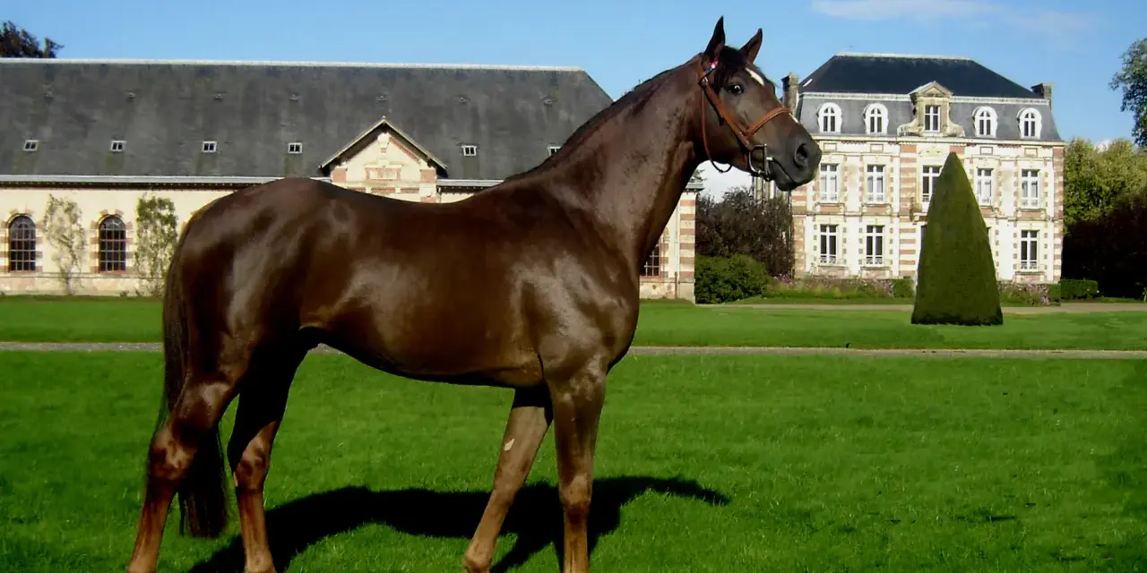 Magnifique cheval alezan, fier et élégant, se tient dans un parc verdoyant devant un château.