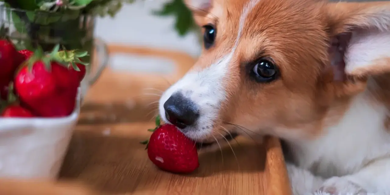 Szczeniak corgi wącha truskawkę na drewnianej desce.