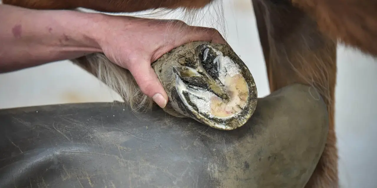 Main d'un maréchal-ferrant examinant un sabot de cheval, peut-être pour une crise de fourbure. Le sabot est sale et montre des signes d'inflammation.
