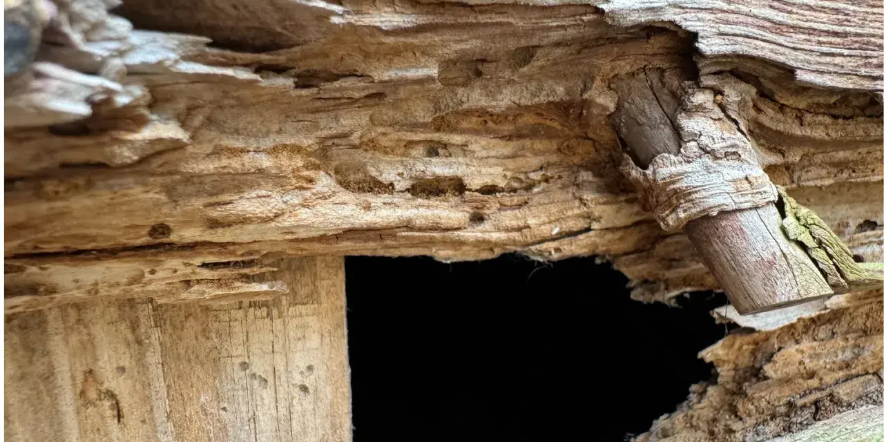Detaljerad bild av förvittrat trä med hålrum. En liten, ofarlig hussvamp syns i en spricka, en del av naturens återvinning.