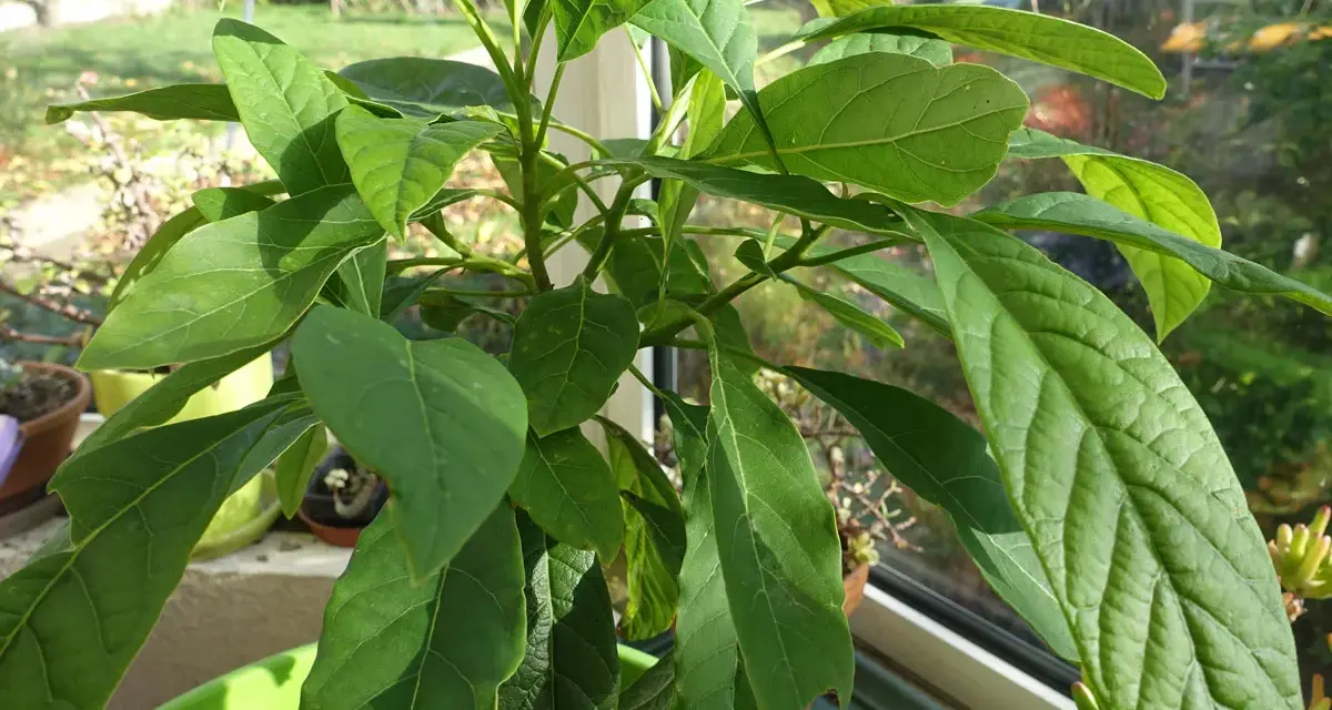 Un jeune avocatier de 5 ans, aux feuilles vertes et luxuriantes, pousse sur un rebord de fenêtre ensoleillé.