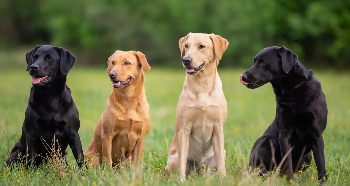 Labrador czy golden retriever - który pies lepiej pasuje do rodziny?