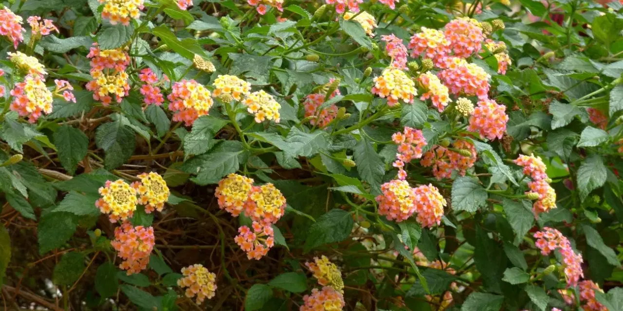 Kwitnąca lantana, zachwyca wielobarwnymi kwiatostanami. Jej uprawa jest prosta, a efekt wizualny oszałamiający.