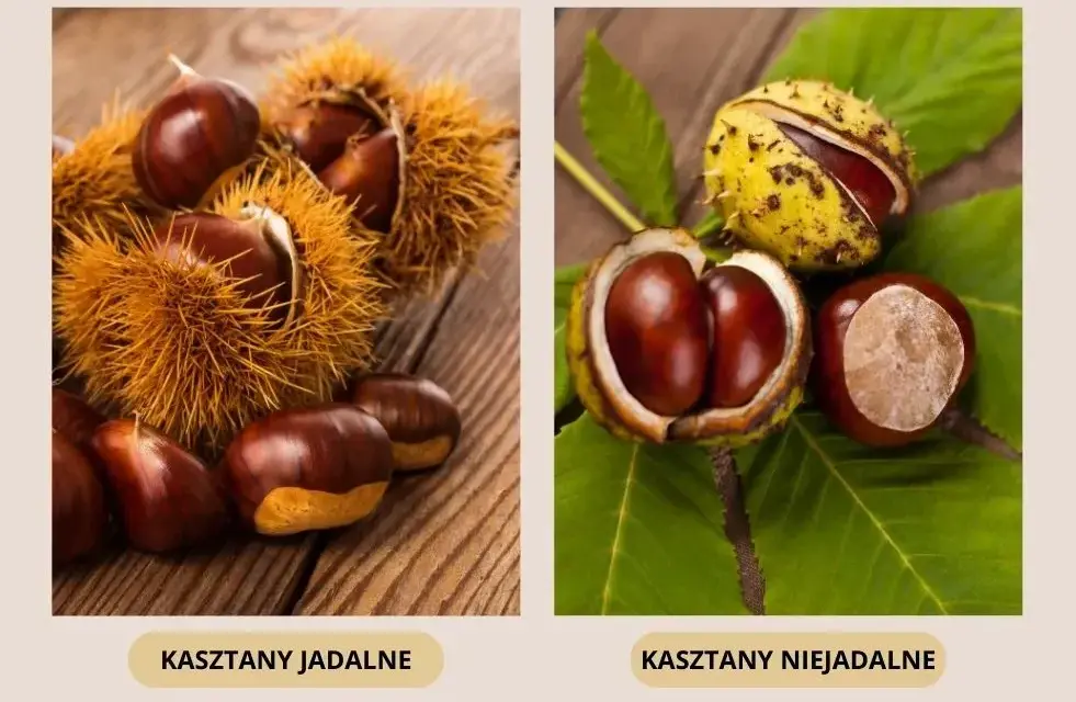 Czy pies może jeść kasztany? Dowiedz się, co może mu grozić