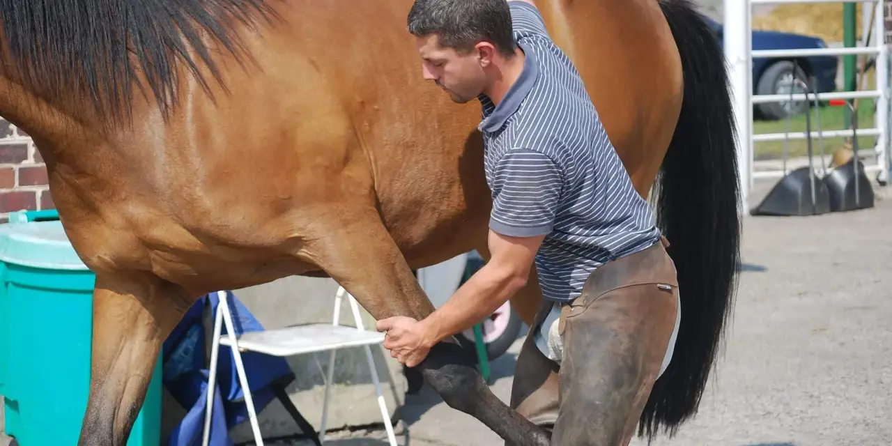 Un ostéopathe équin ajuste la patte d'un cheval brun, assurant son bien-être.