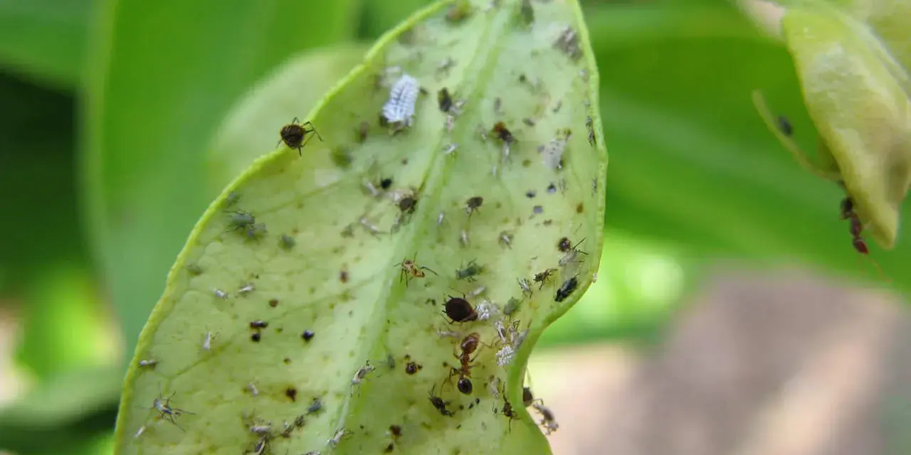 Un'infestazione di afidi limone su una foglia verde. Si vedono insetti di varie dimensioni, alcuni bianchi e altri verdi, e una formica.